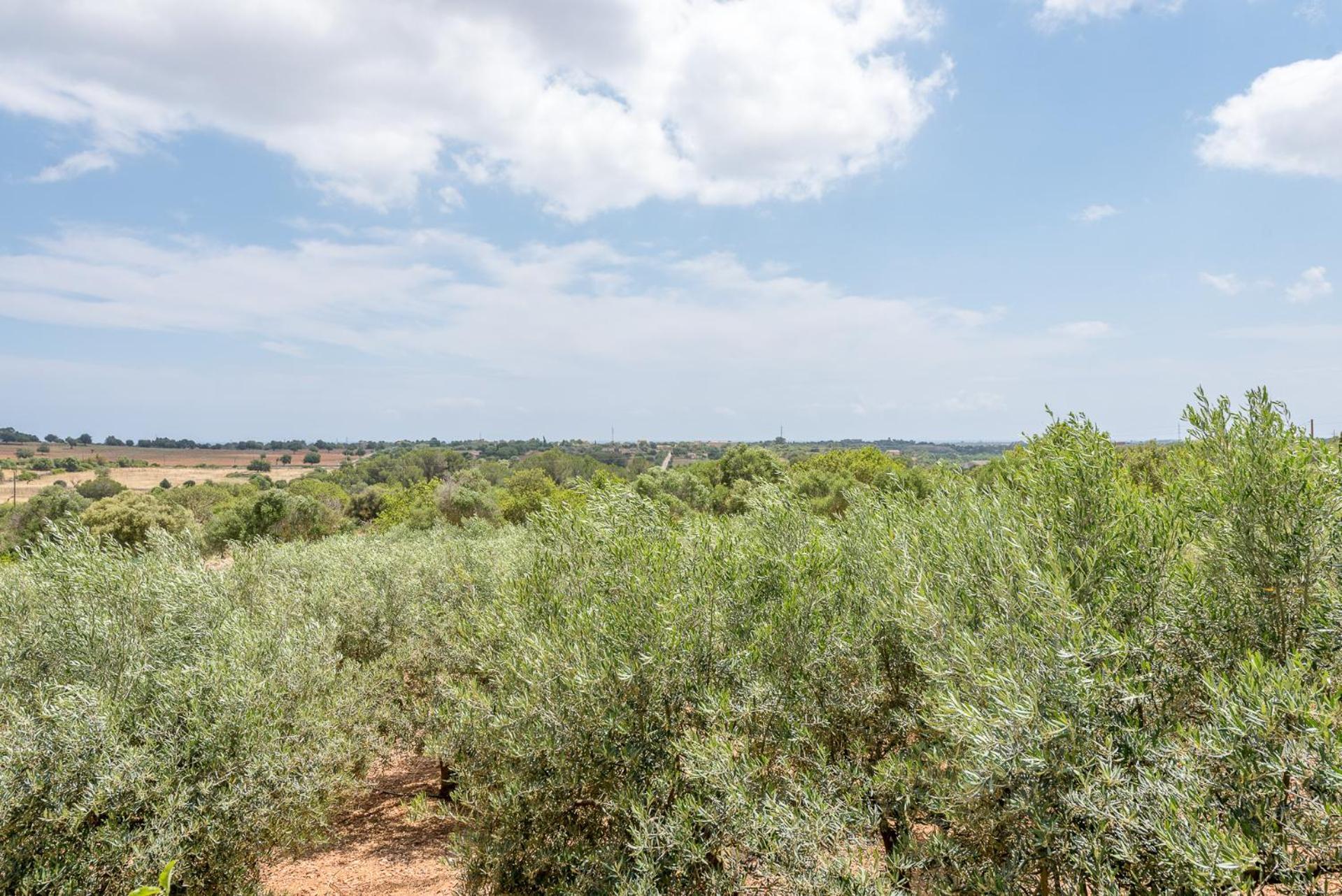 Finca Ses Oliveres By Mallorca House Rent Βίλα Son Carrio  Εξωτερικό φωτογραφία